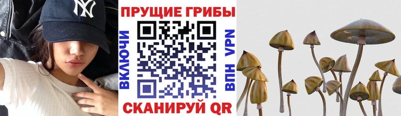 Галлюциногенные грибы GOLDEN TEACHER  mega онион  Шатура  купить  