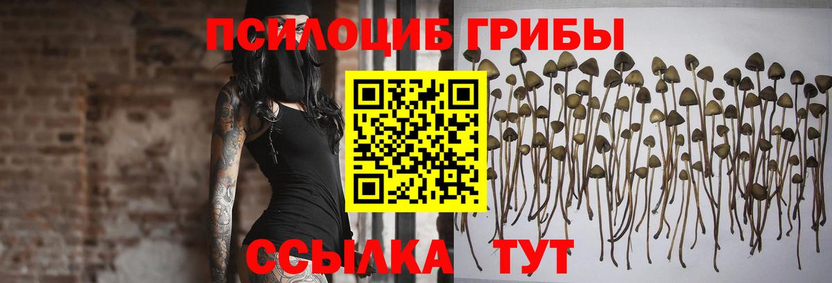 Псилоцибиновые грибы прущие грибы Шатура